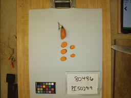 PI_502919_2.jpg