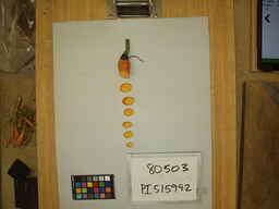 PI_515992_3.jpg