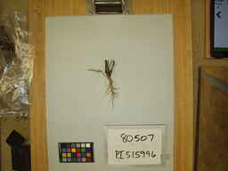 PI_515996.jpg