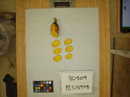 PI_515998_3.jpg