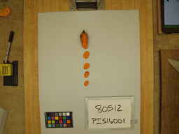 PI_516001_2.jpg