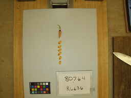 R6636_3.jpg