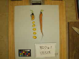 Y8519_3.jpg