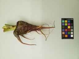 PI_164484_1.jpg