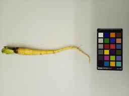 PI_279759_1.jpg